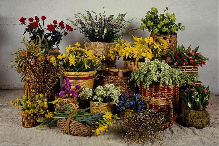 flowers flower    