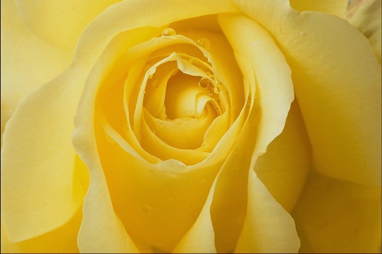  flowers flower    