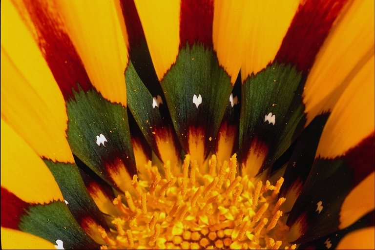  flowers flower    