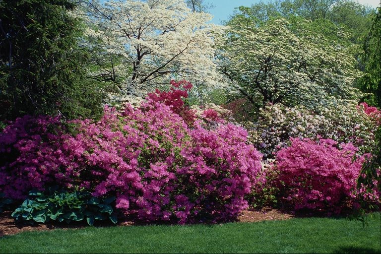  flowers flower    