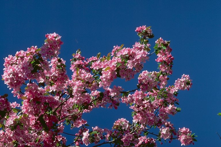  flowers flower    