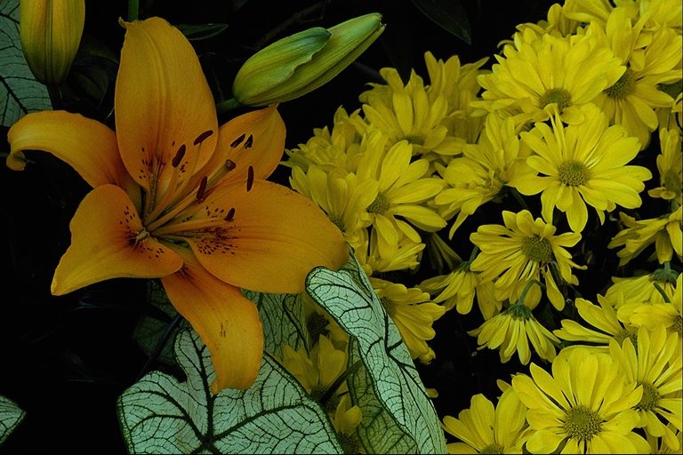  flowers flower    