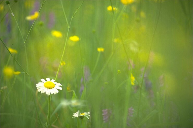  flowers flower    