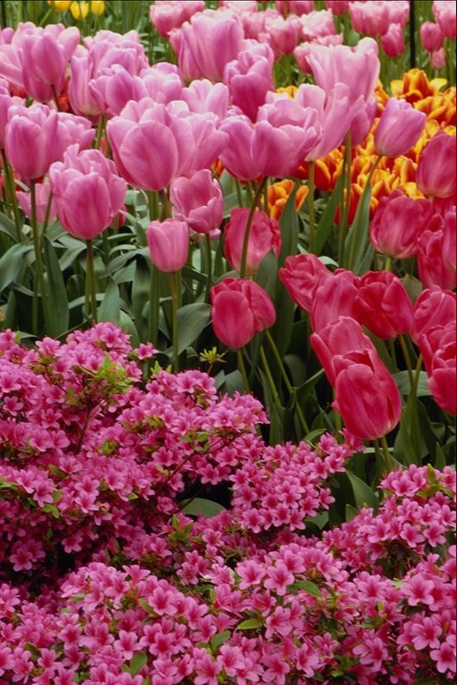  flowers flower    