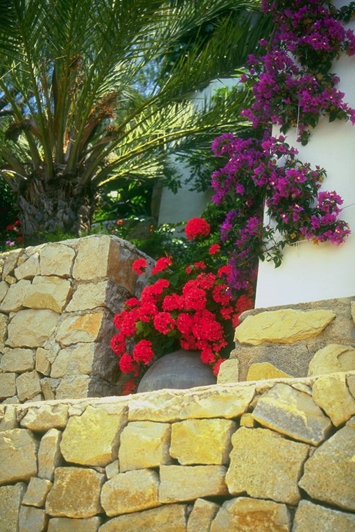  flowers flower    