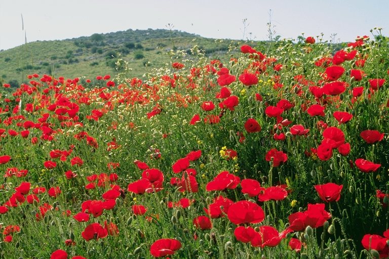  flowers flower    