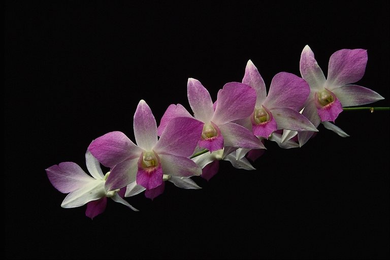  flowers flower    