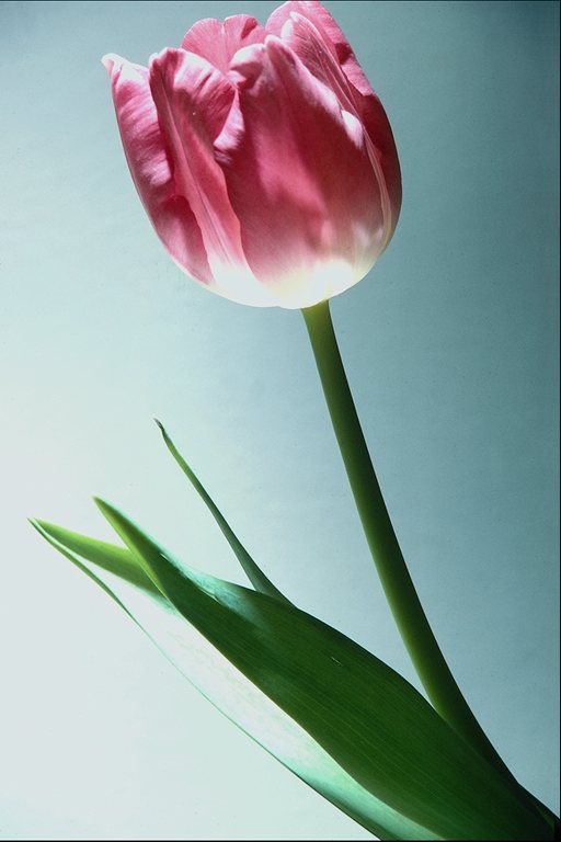  flowers flower    
