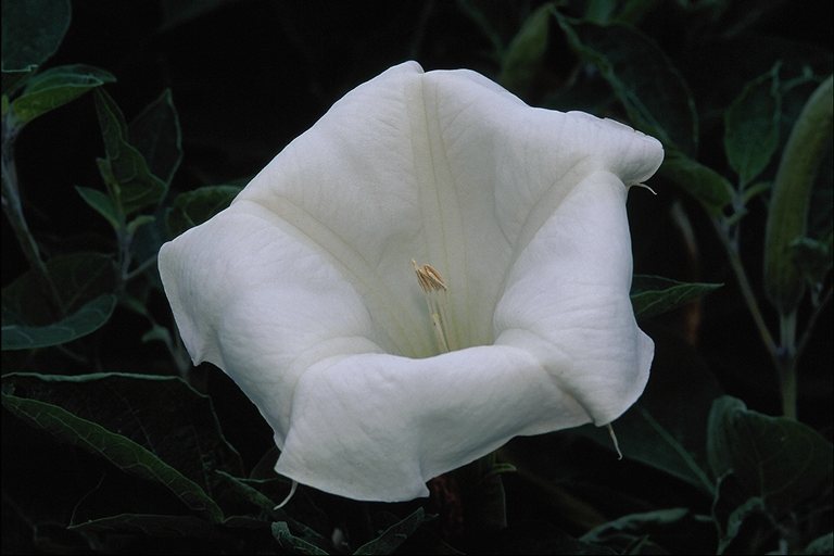  flowers flower    