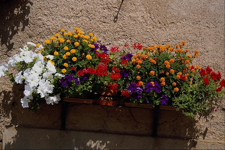  flowers flower    