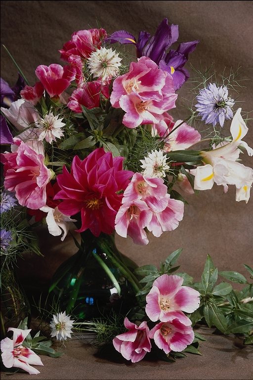  flowers flower    