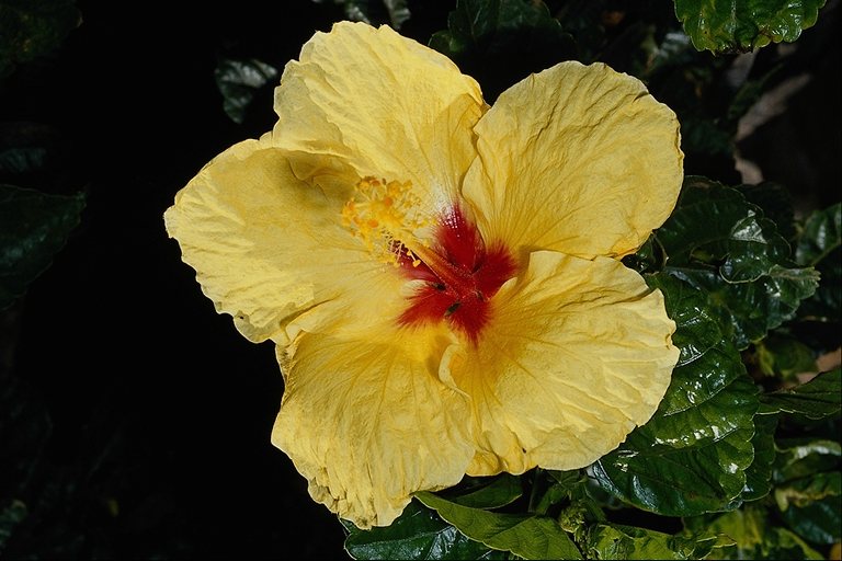  flowers flower    