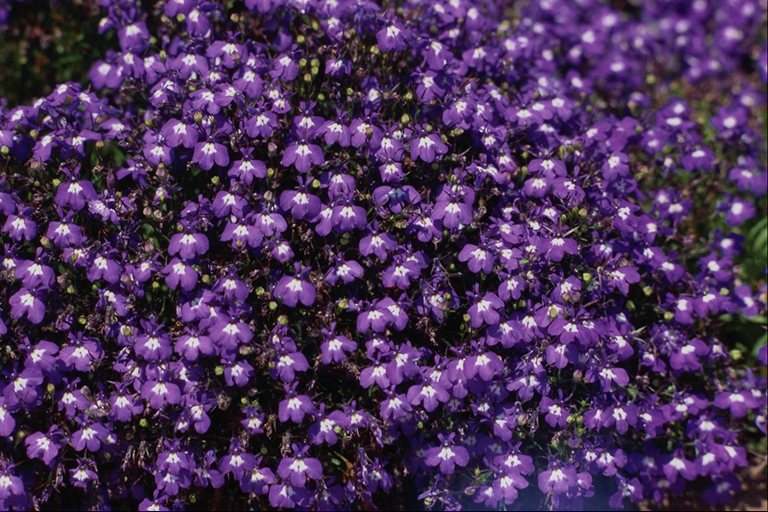 flowers flower    