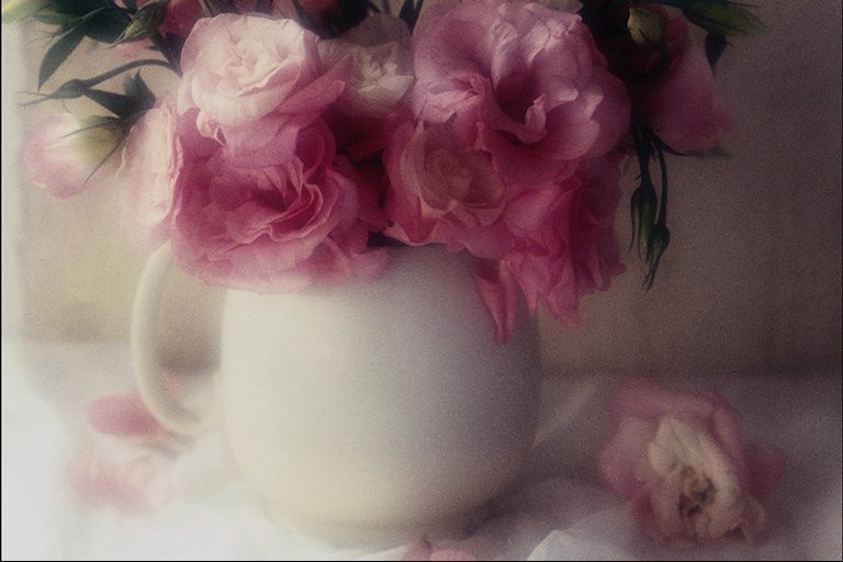  flowers flower    