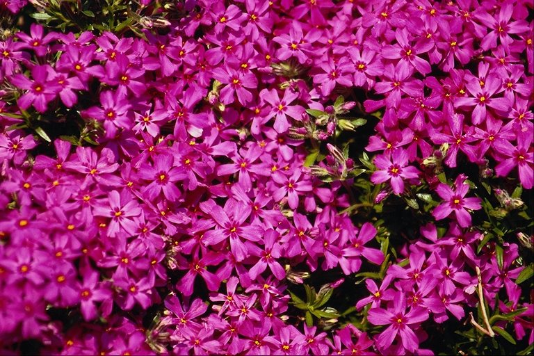  flowers flower    