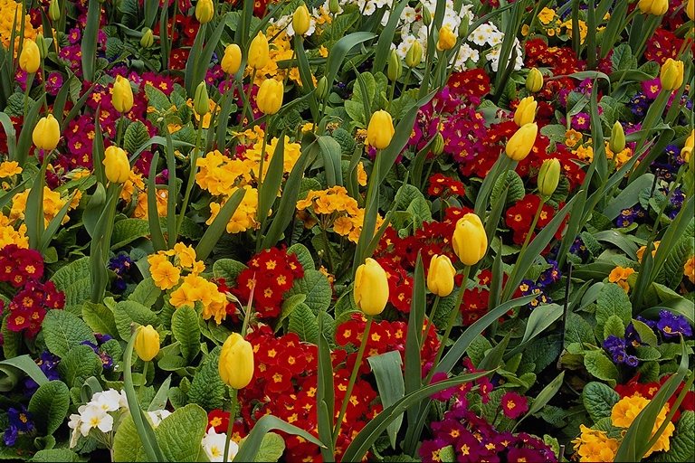  flowers flower    