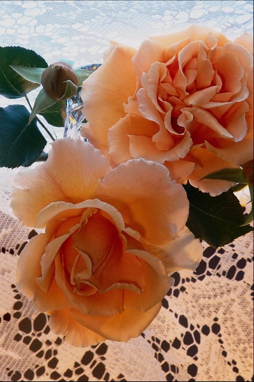  flowers flower    