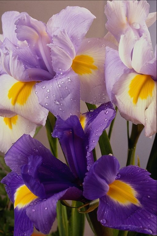  flowers flower    