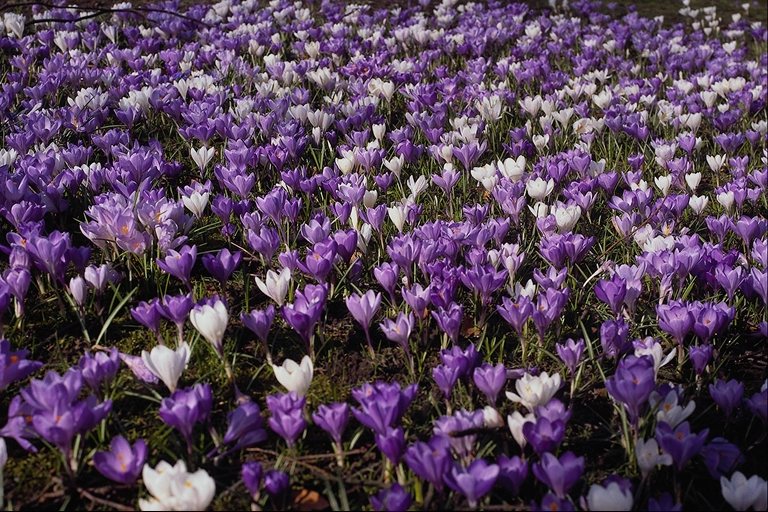  flowers flower    