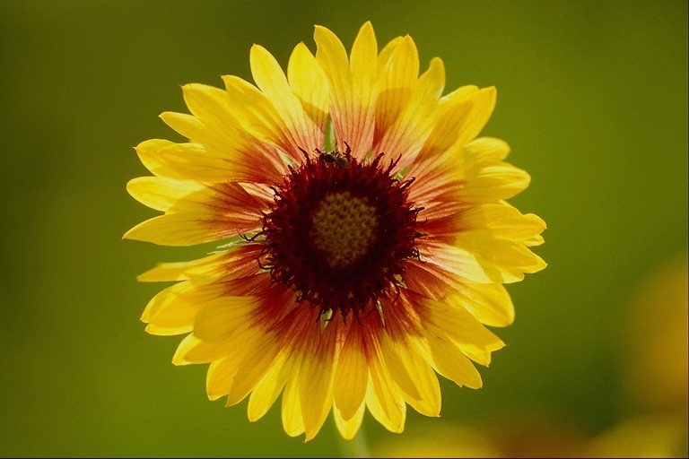 flowers flower    
