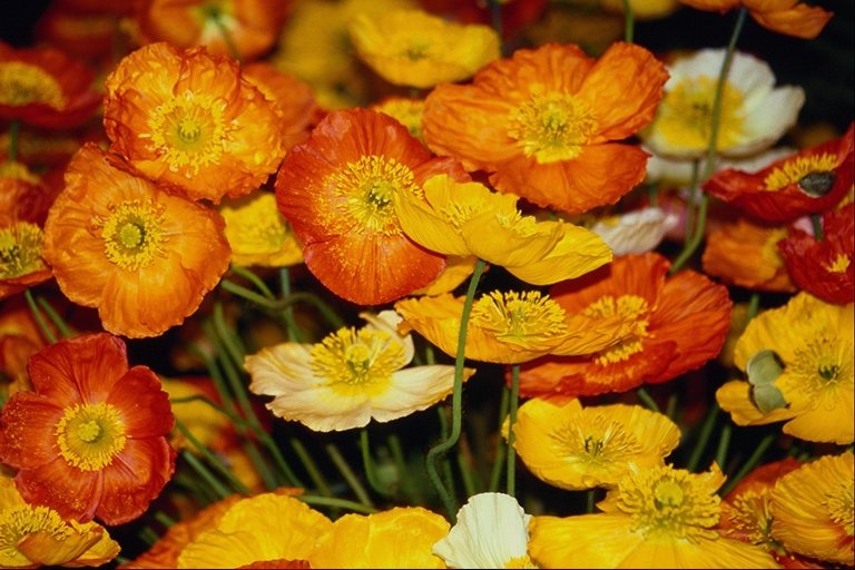  flowers flower    