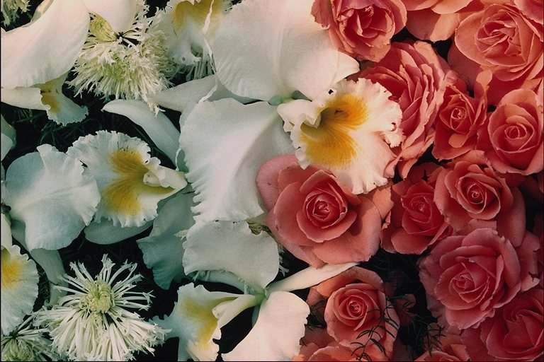  flowers flower    