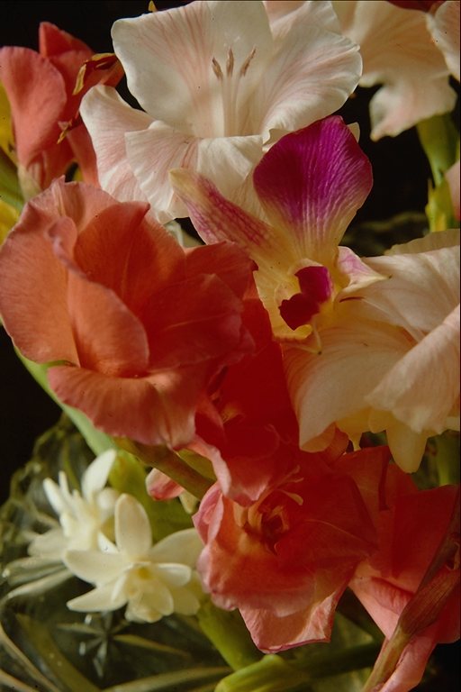  flowers flower    