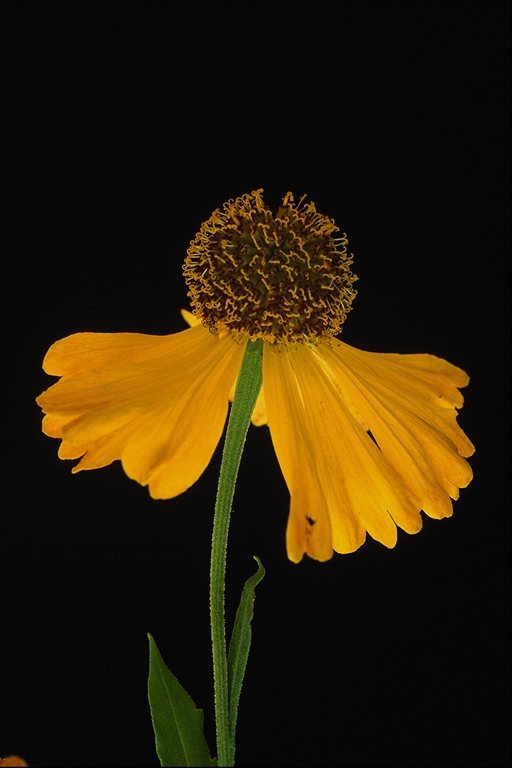  flowers flower    