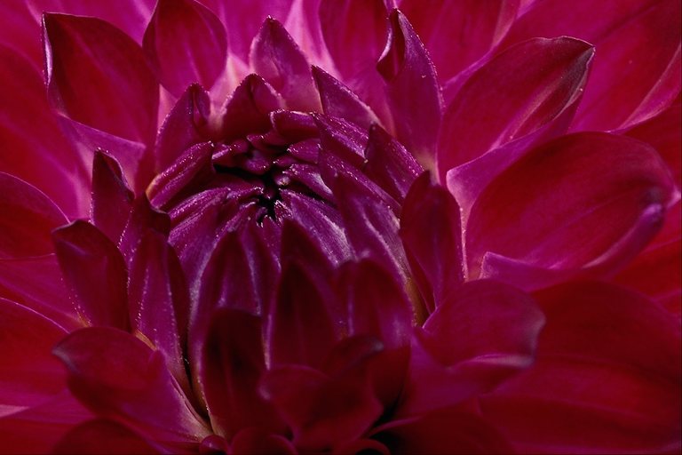  flowers flower    