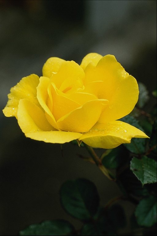  flowers flower    