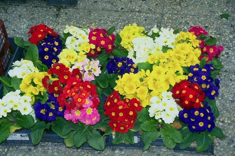  flowers flower    