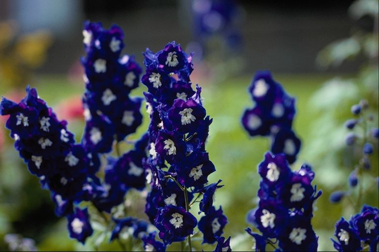  flowers flower    