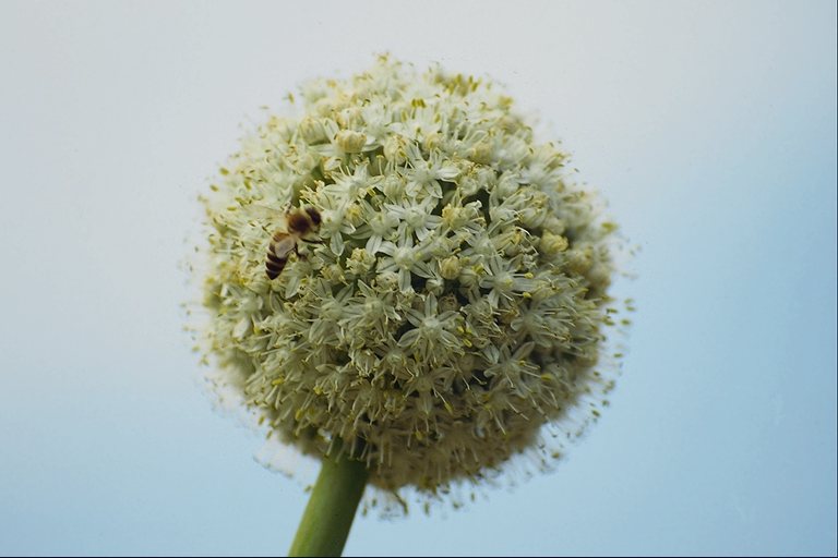  flowers flower    