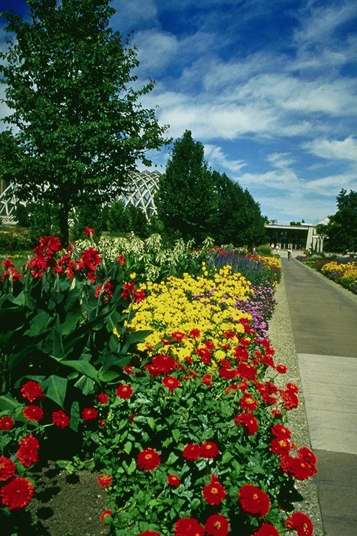  flowers flower    
