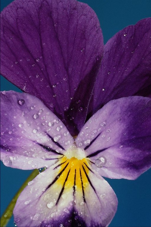  flowers flower    