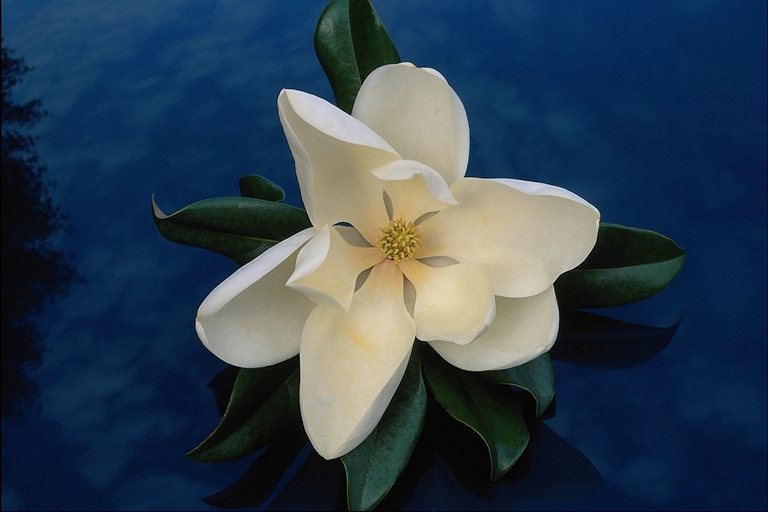  flowers flower    