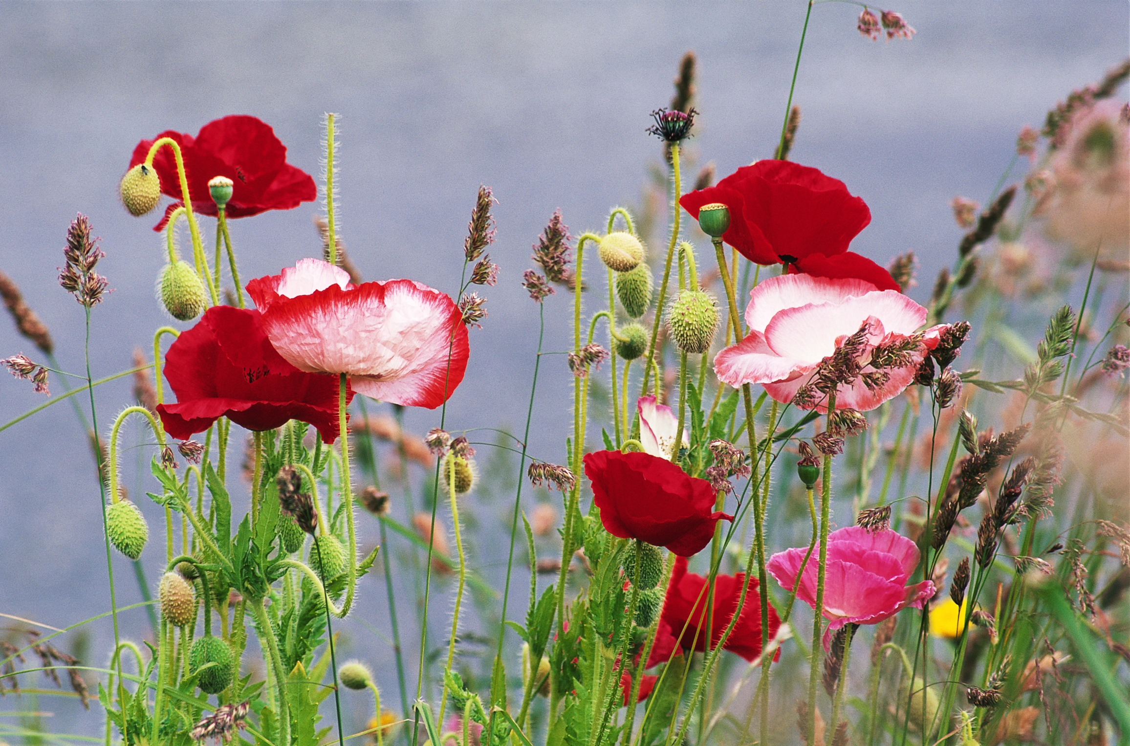  flowers flower    