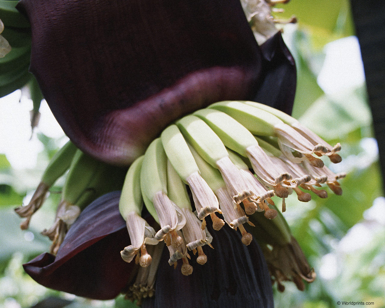  flowers flower    