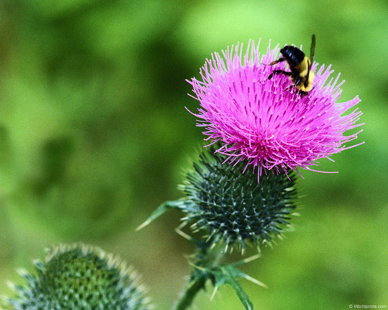  flowers flower    