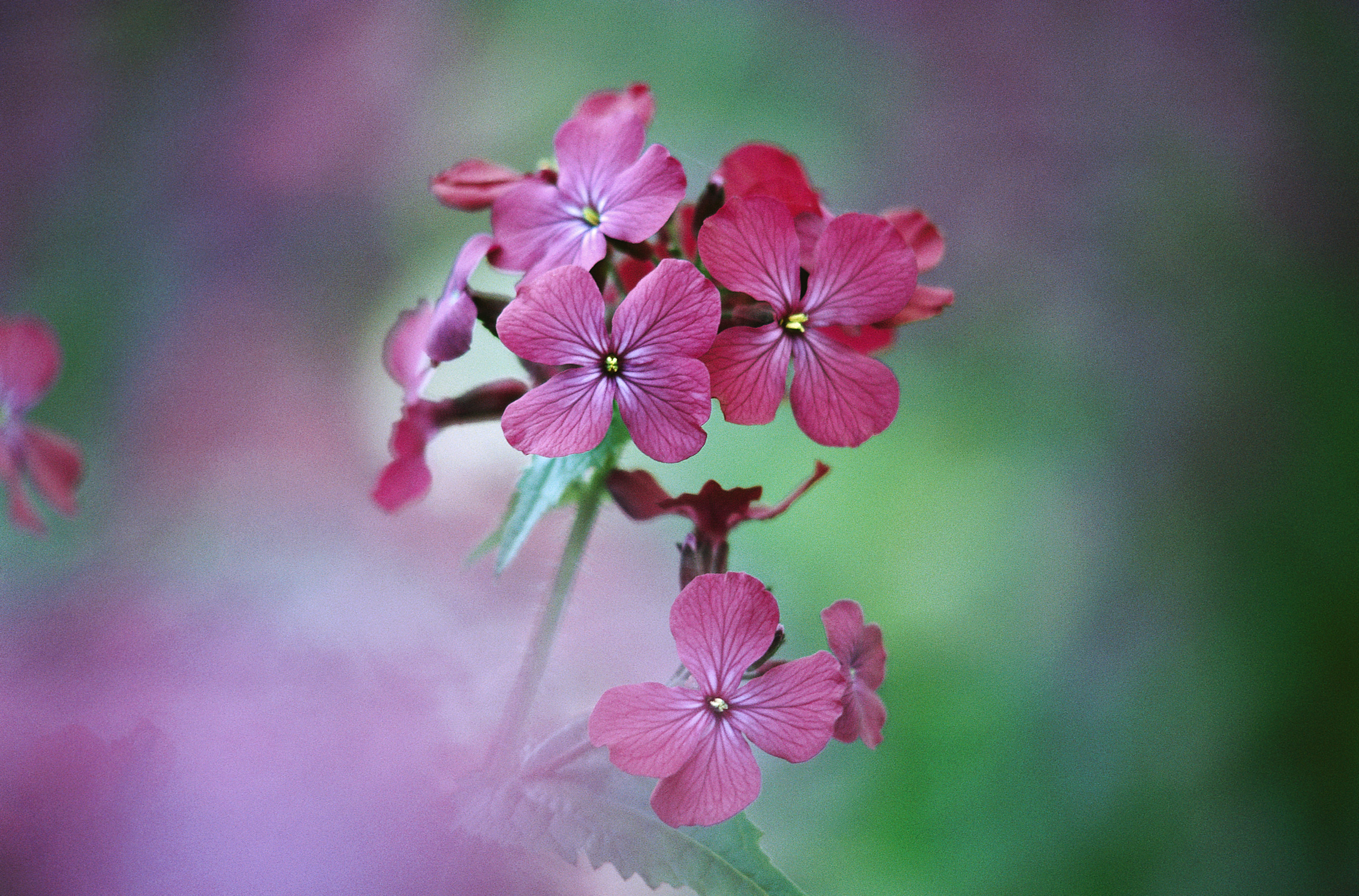  flowers flower    