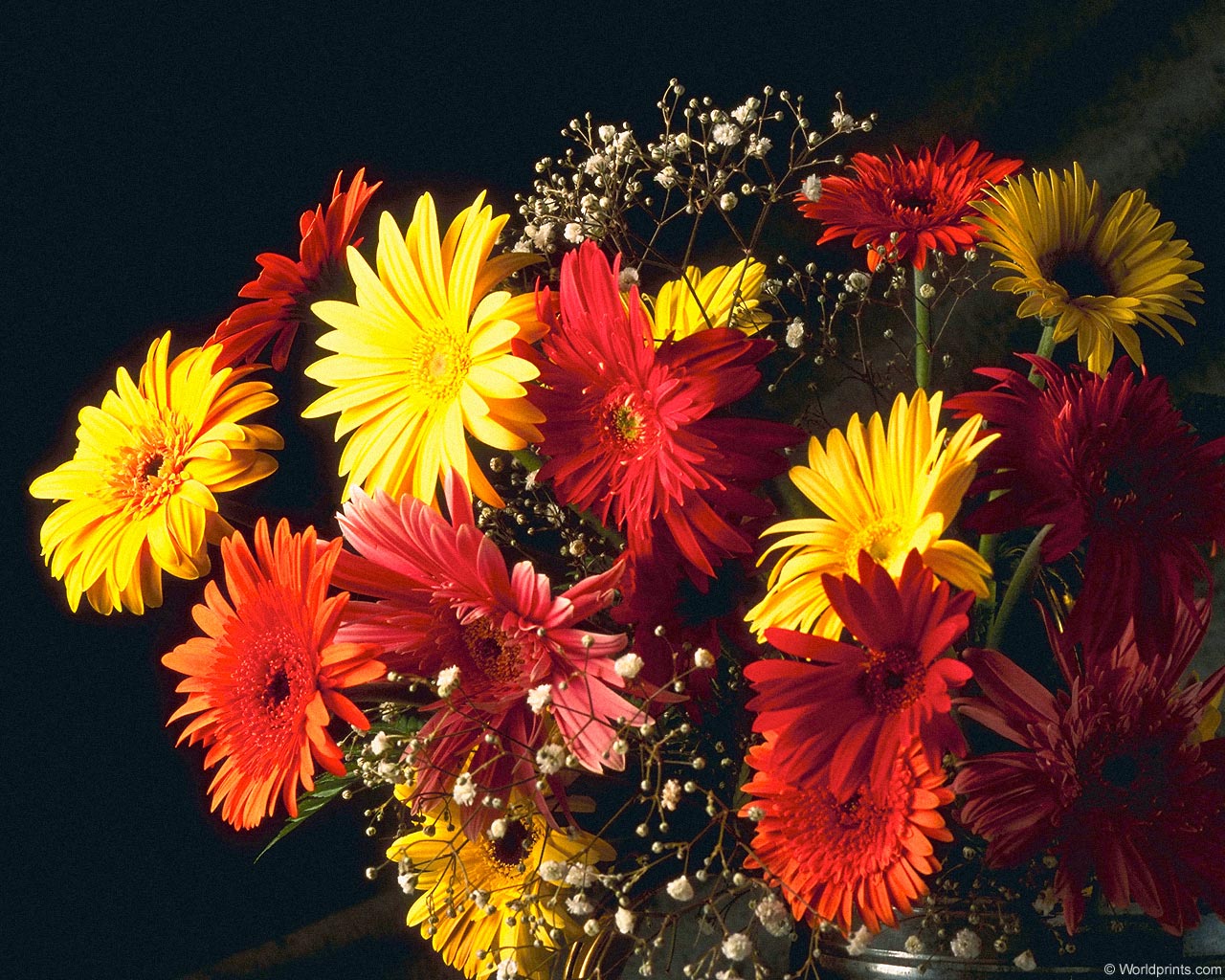  flowers flower    