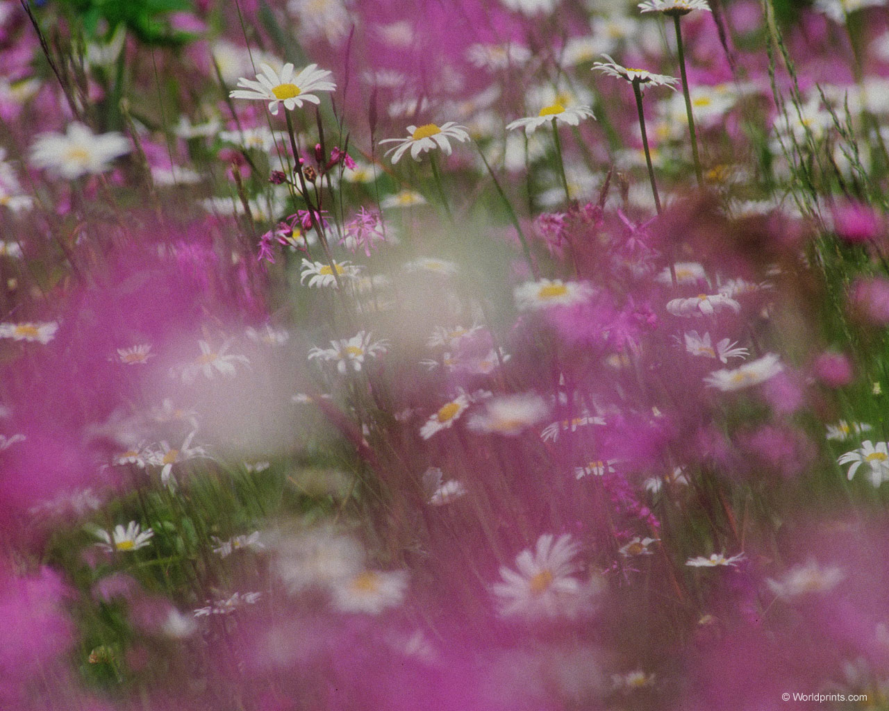  flowers flower    