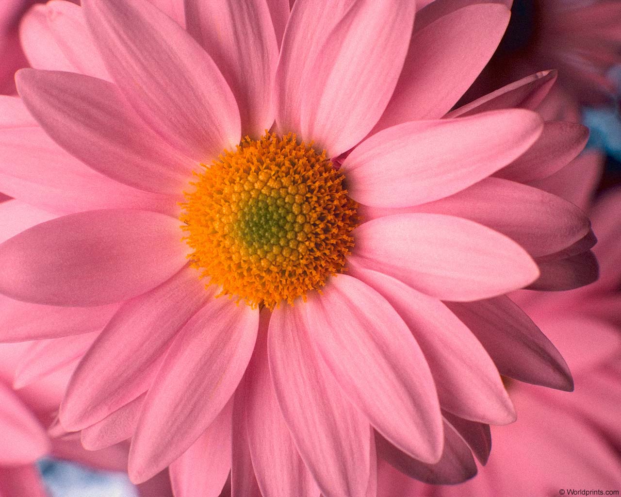  flowers flower    