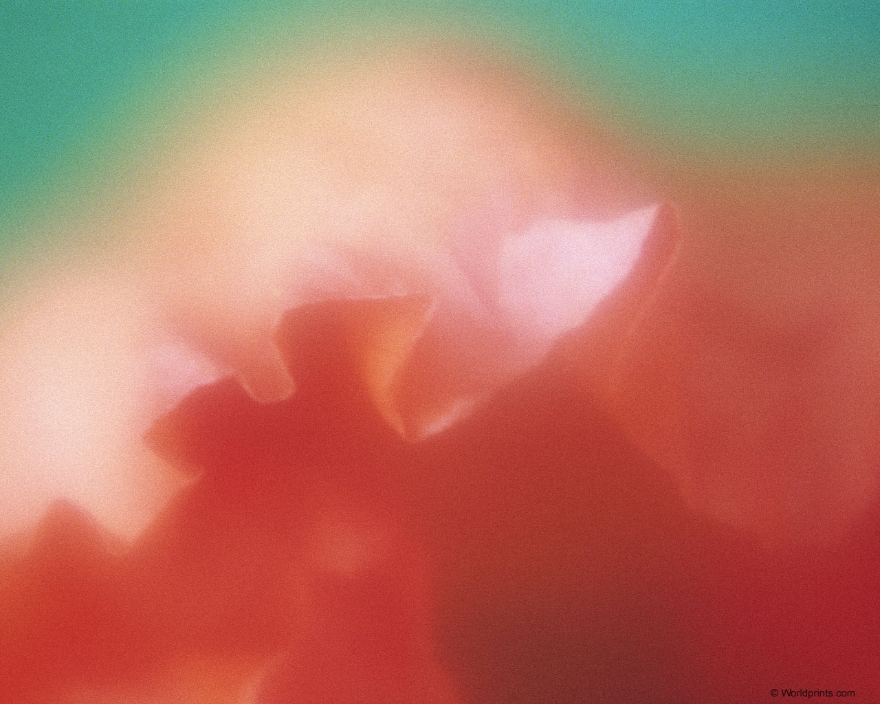  flowers flower    