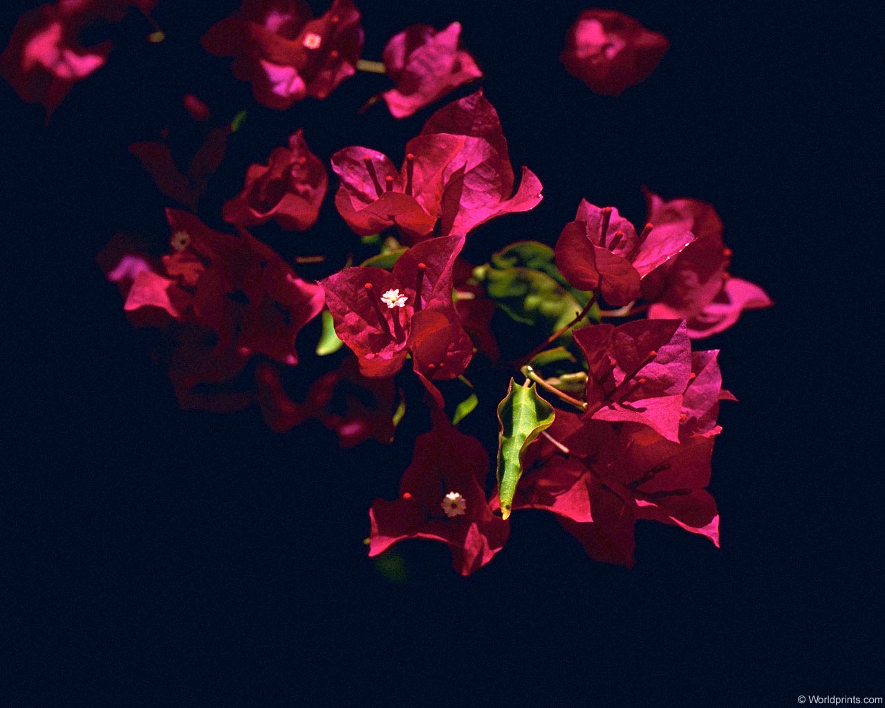  flowers flower    