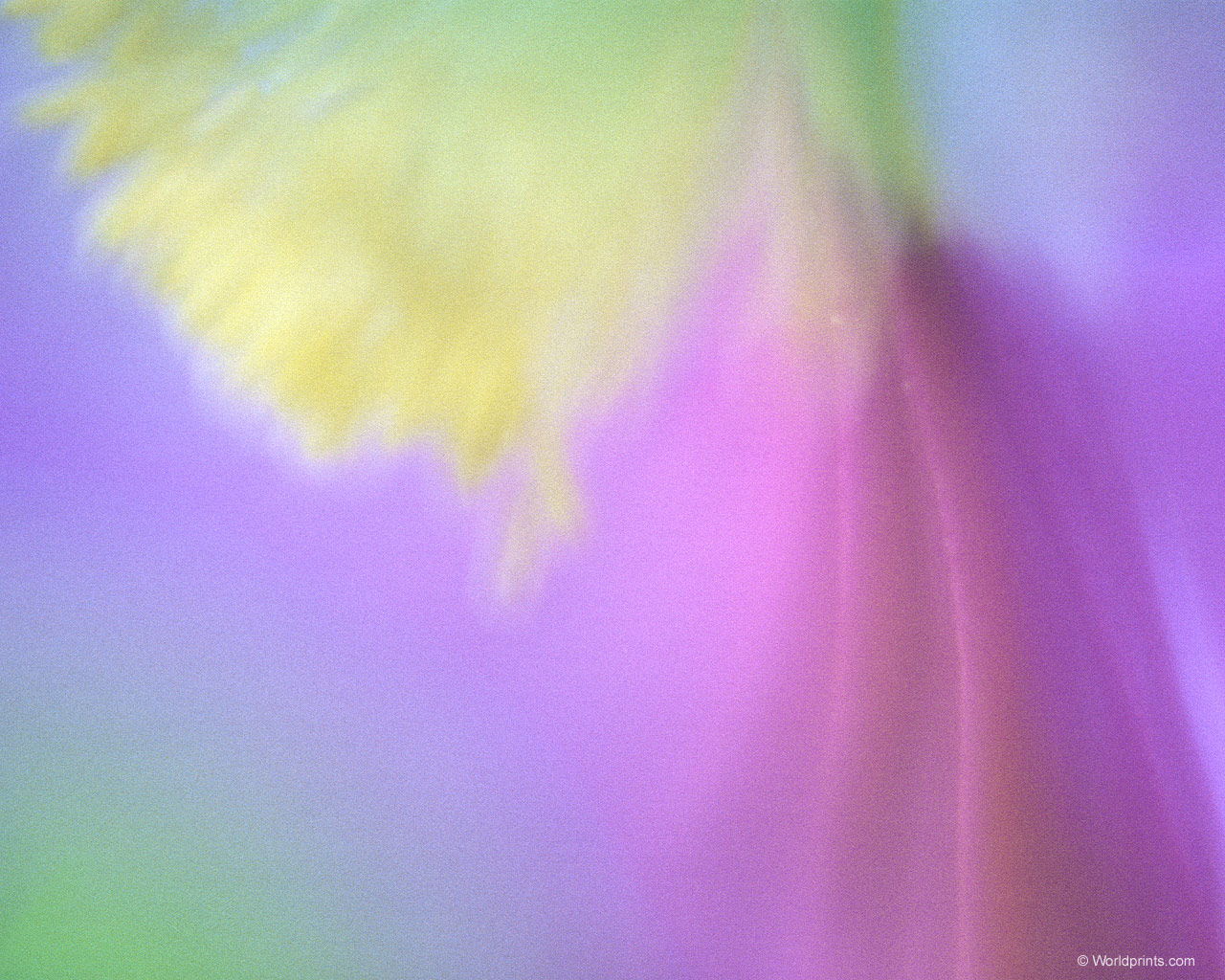  flowers flower    