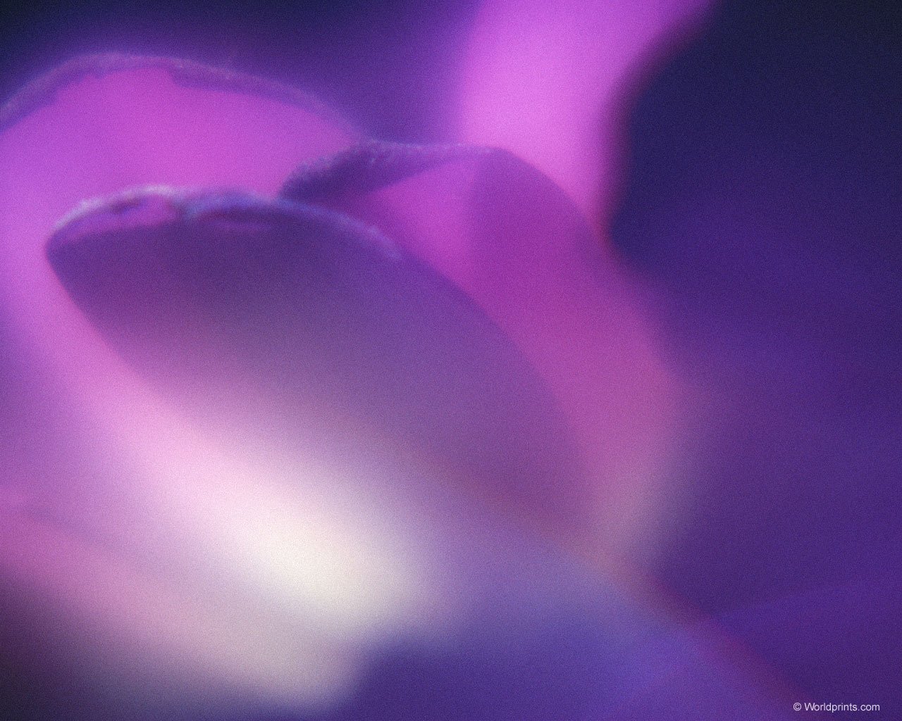  flowers flower    