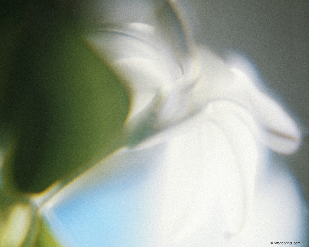  flowers flower    