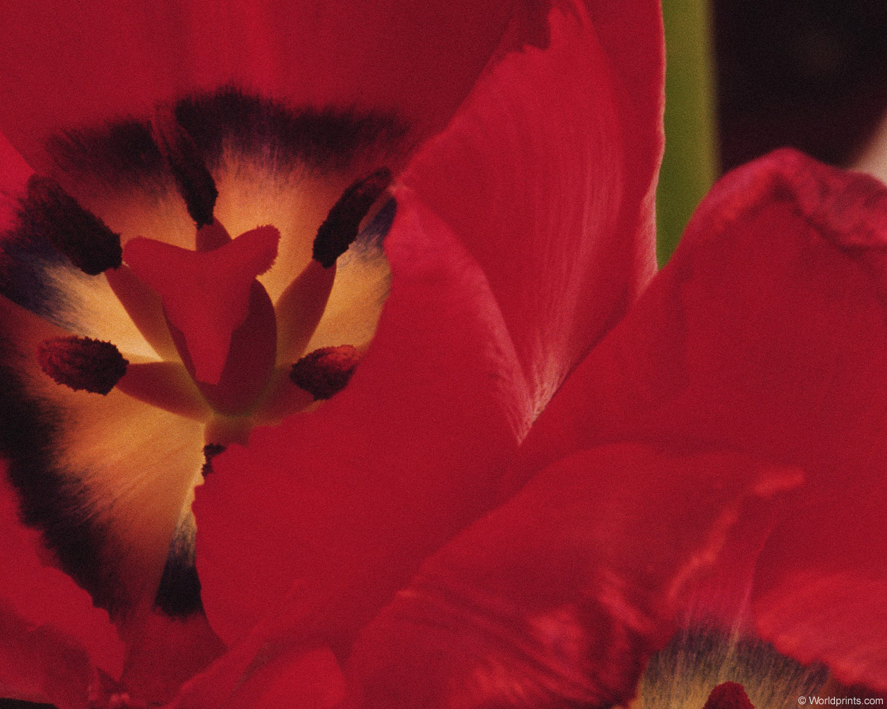  flowers flower    