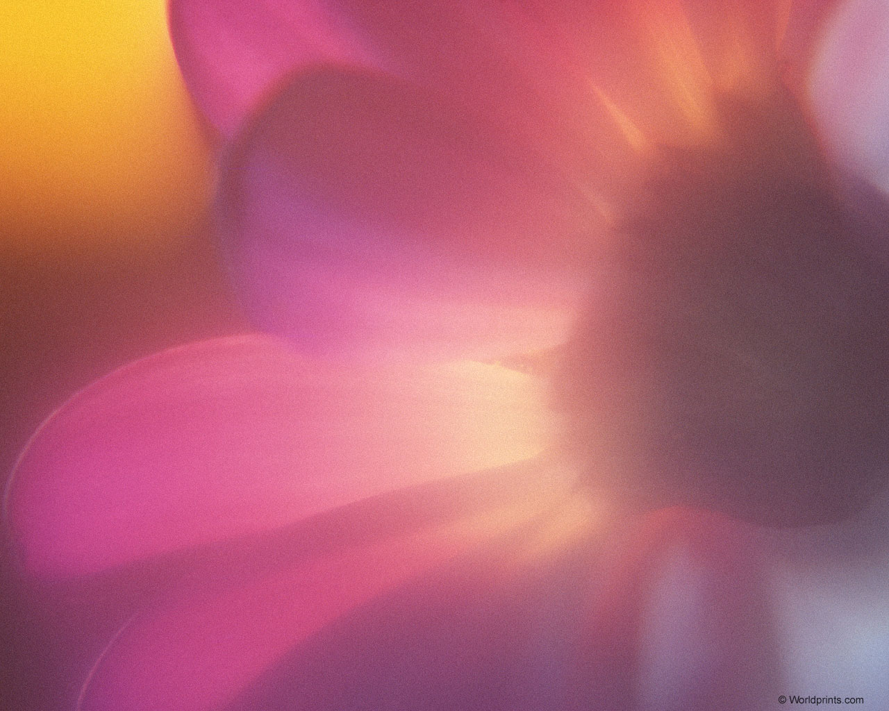  flowers flower    